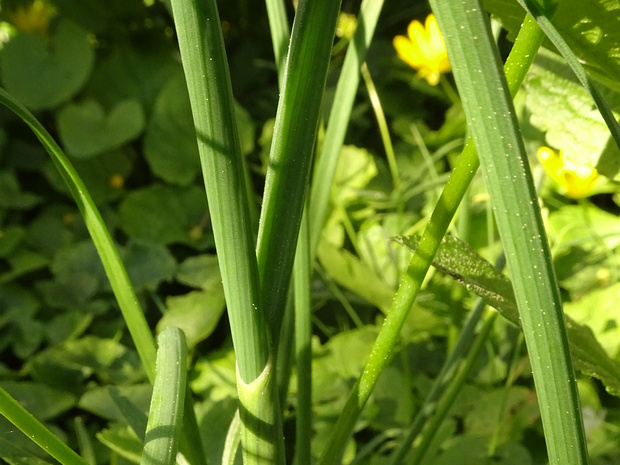 Лук полевой - Allium oleraceum