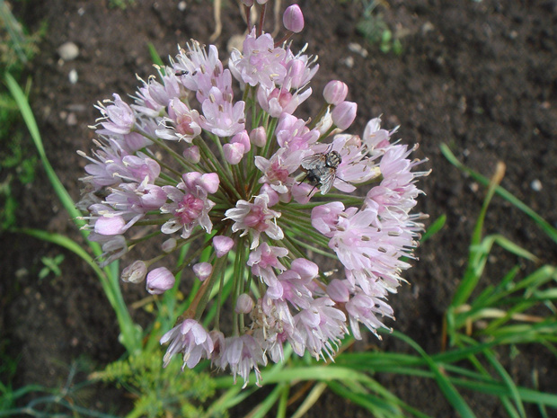 Лук поникающий - Allium nutans