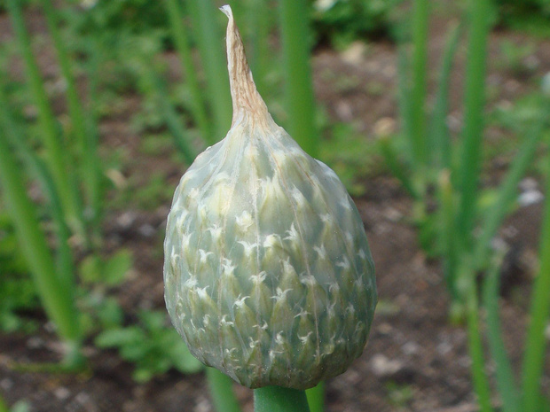 Лук порей - Allium porrum