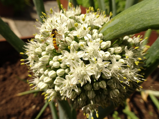 Лук репчатый - Allium cepa