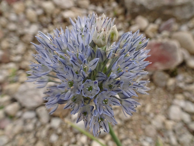 Лук сине-голубой - Allium caesium
