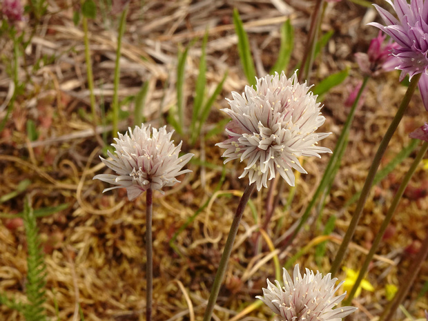 Лук скорода белая форма - Allium schoenoprasum f. alba