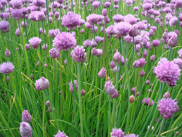 Лук скорода - Allium schoenoprasum