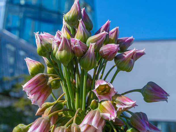 Лук трёхфутовый - Allium tripedale