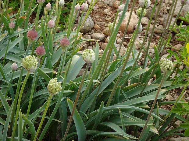 Лук харпутский - Allium kharputense