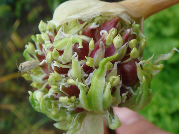 Лук чеснок - Allium sativum