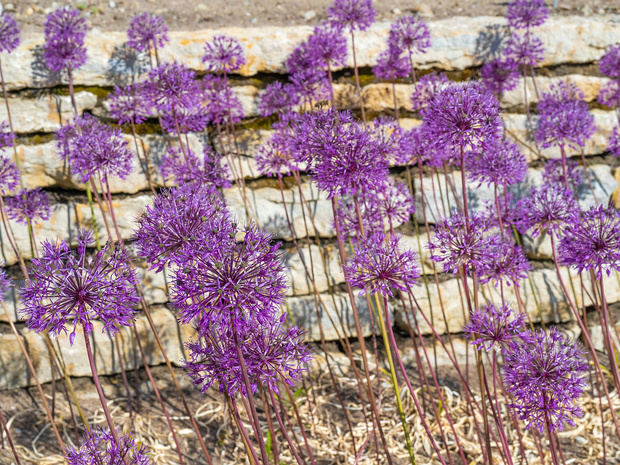 Лук яздский - Allium jesdianum