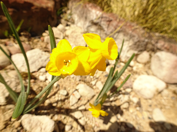 Нарцисс известняковый, кальцелюбивый - Narcissus calcicola