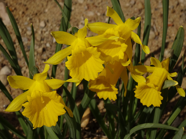 Нарцисс испанский - Narcissus hispanicum