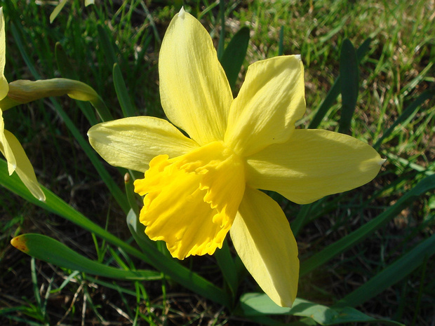 Нарцисс ложный - Narcissus pseudonarcissus