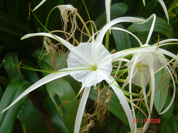 Панкрациум прекрасный - Pancratium speciosum