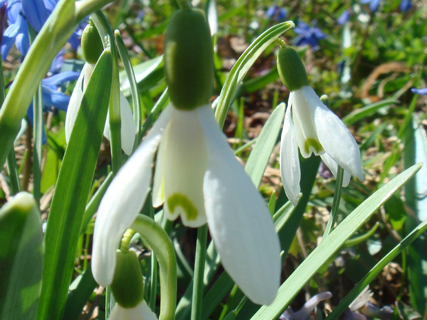 Подснежник белоснежный - Galanthus nivalis