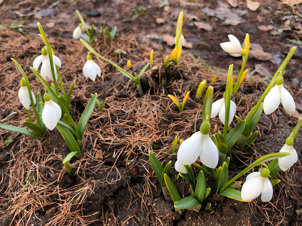 Подснежник лагодехский - Galanthus lagodechianus