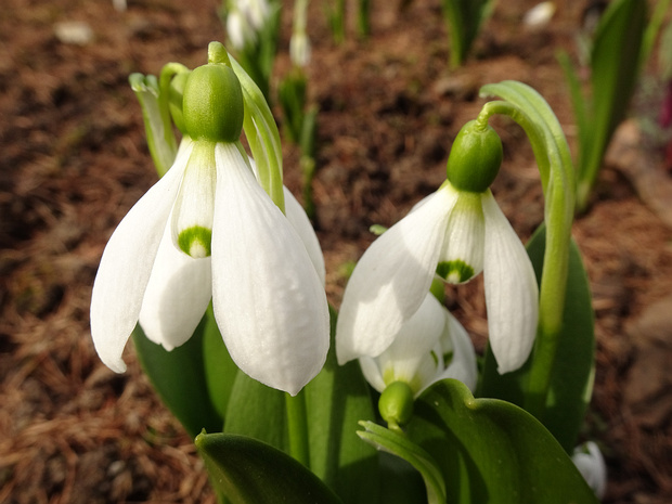 Подснежник плосколистный - Galanthus platyphyllus
