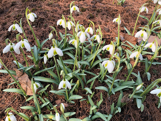 Подснежник складчатый 'Дионис' - Galanthus plicatus 'Dionysus'