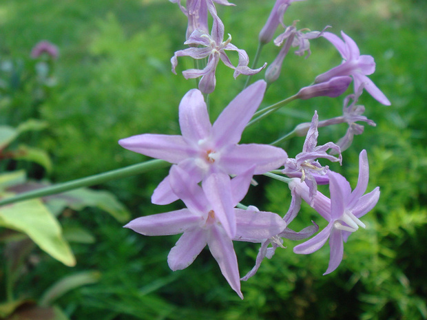 Тульбагия фиолетовая - Tulbaghia violacea