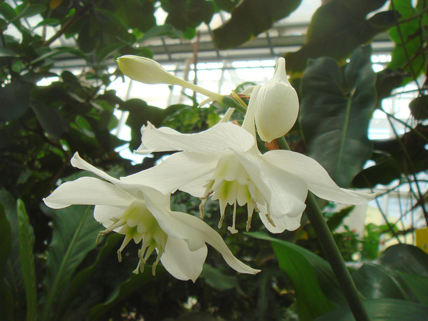 Эухарис x крупноцветковый - Eucharis x grandiflora