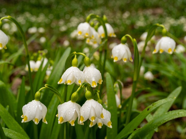 Белоцветник весенний - Leucojum vernum