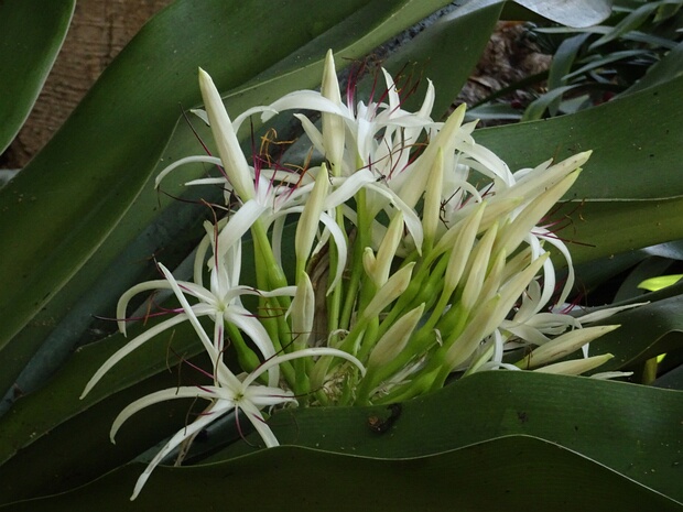 Кринум азиатский разн. азиатский - Crinum asiaticum var. asiaticum