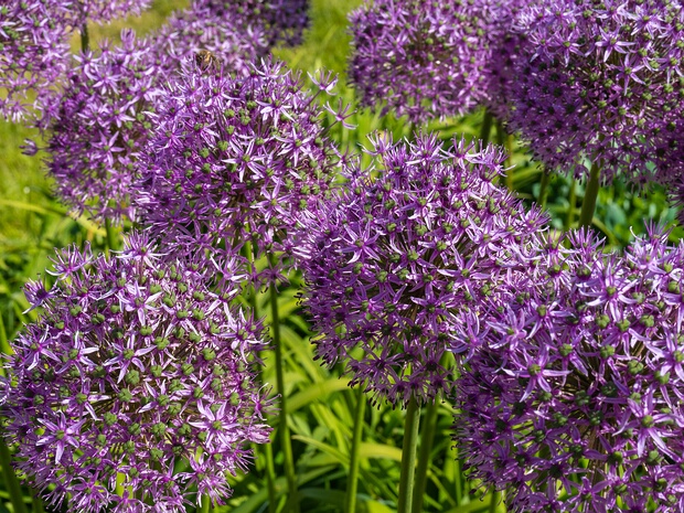 Лук 'Гладиатор' - Allium 'Gladiator'