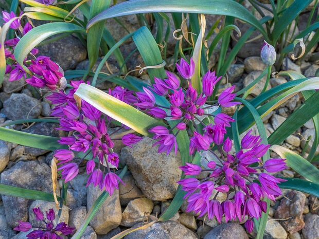 Лук горолюбивый - Allium oreophilum