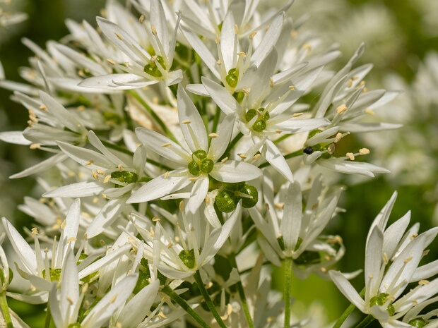 Лук медвежий - Allium ursinum