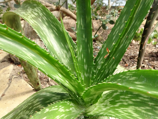 Алоэ Грина - Aloe greenii