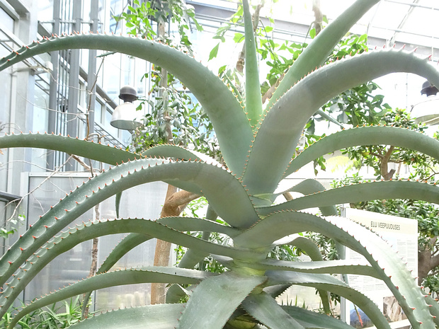 Алоэ африканское - Aloe africana