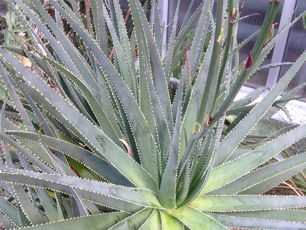 Алоэ желтомлечное - Aloe succotrina