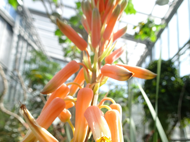 Алоэ настоящий - Aloe vera