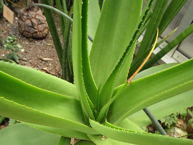 Алоэ фон Балена - Aloe vanbalenii