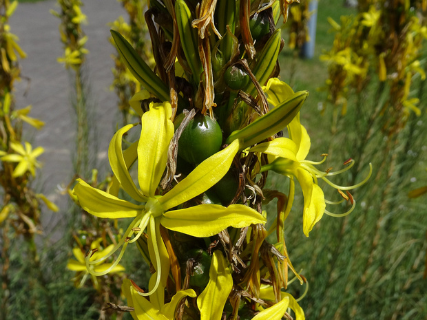 Асфоделина жёлтая - Asphodeline lutea