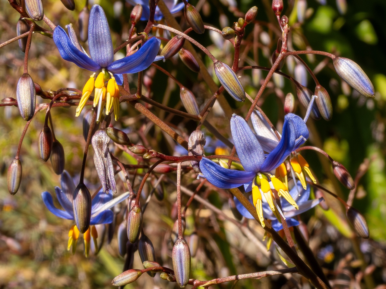 !Dianella laevis _2025-05-13_1-1