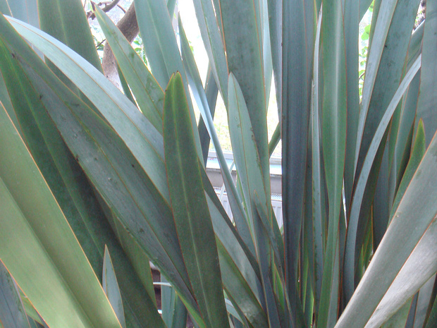 Формиум прочный - Phormium tenax