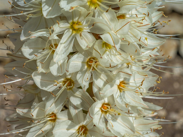 Эремурус Эчисона белая форма - Eremurus aitchisonii f. alba