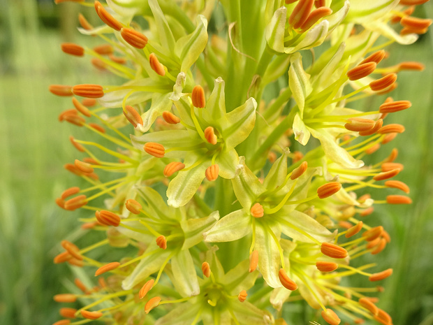 Эремурус загорелый - Eremurus fuscus