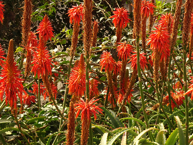 Асфоделовые - Asphodelaceae