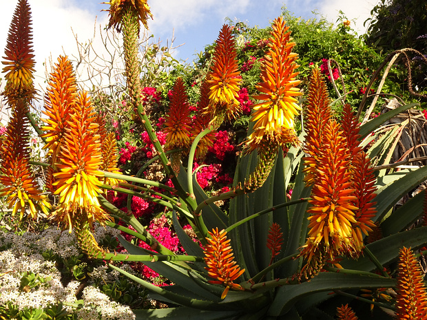 Алоэ Марлота - Aloe marlothii