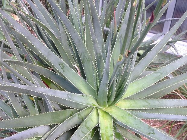 Алоэ желтомлечное - Aloe succotrina