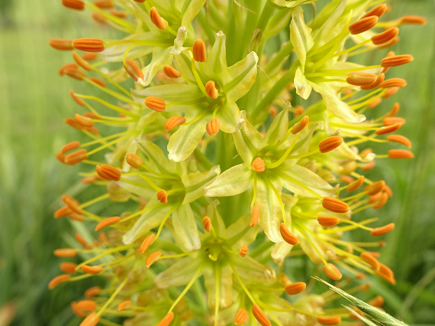 Эремурус загорелый - Eremurus fuscus