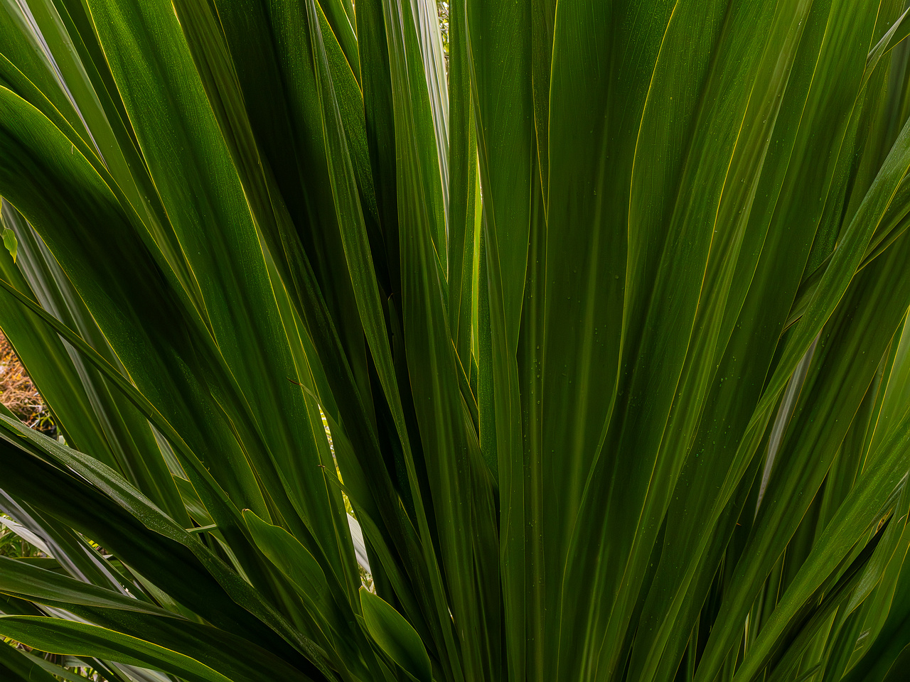 Doryanthes palmeri _2025-04-12_1-1