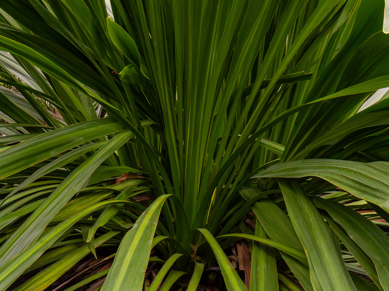 Doryanthes palmeri _2025-04-12_1-2