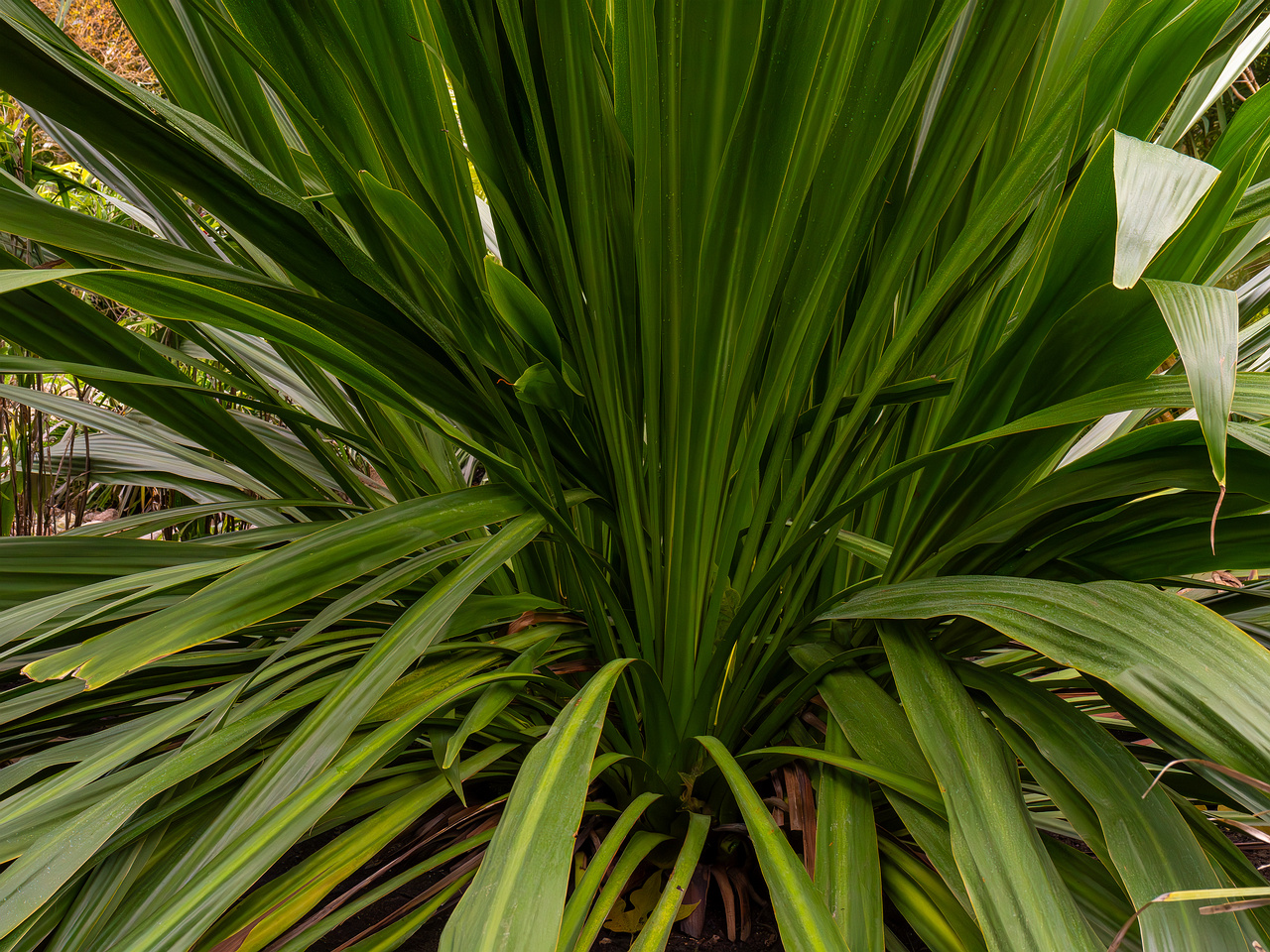 Doryanthes palmeri _2025-04-12_1-3