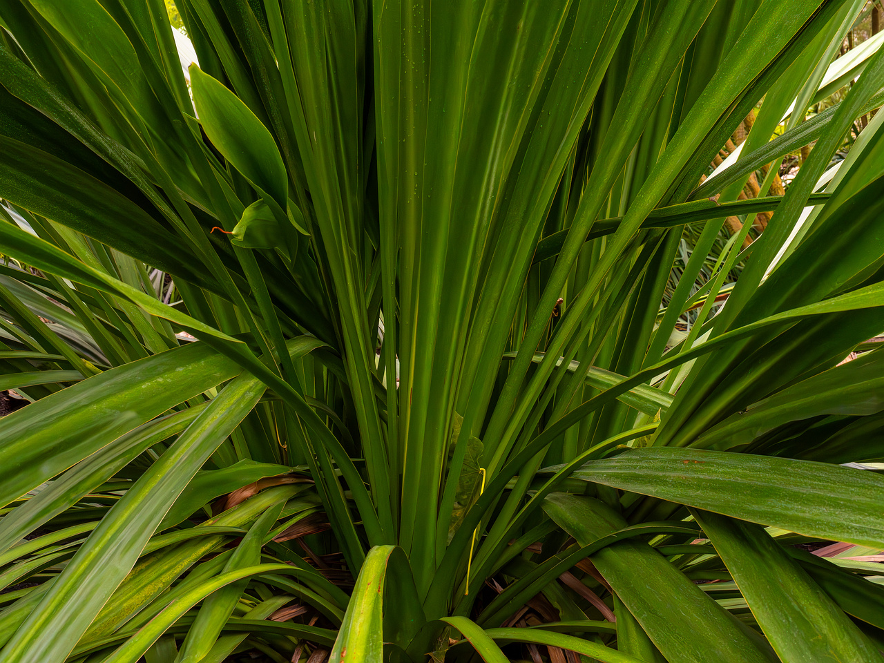Doryanthes palmeri _2025-04-12_1-4