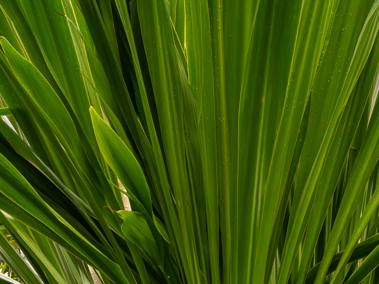 Doryanthes palmeri _2025-04-12_1-5