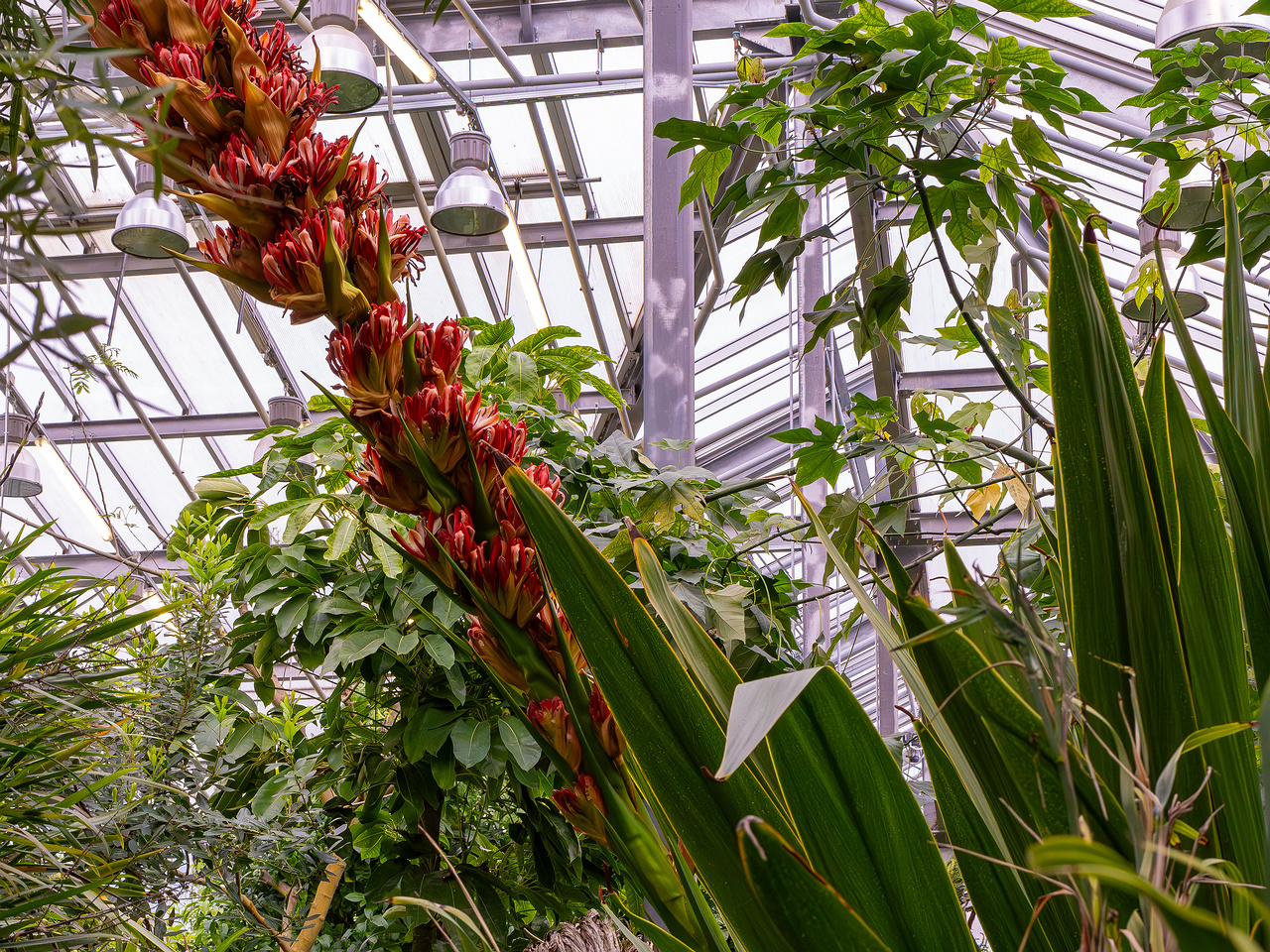 Doryanthes palmeri _2025-04-12_1-7