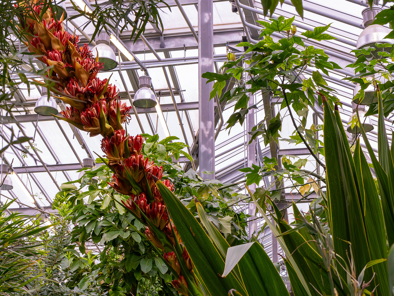 Doryanthes palmeri _2025-04-12_1-8
