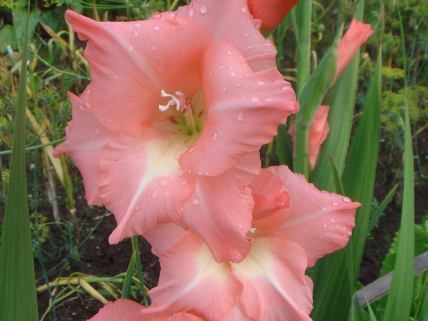 Гладиолус садовый - Gladiolus communis