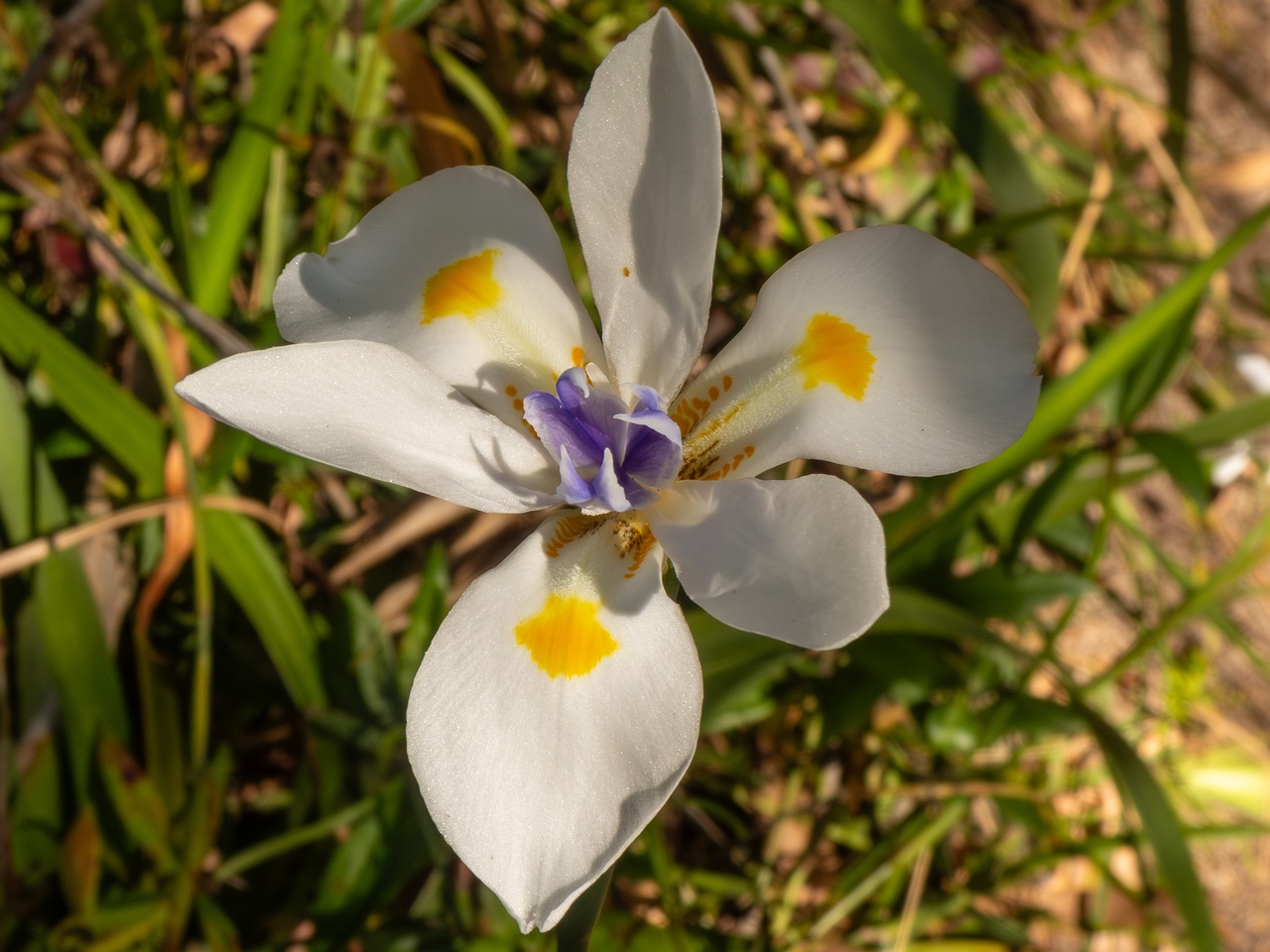 !Dietes iridioides _2025-05-13_1-2