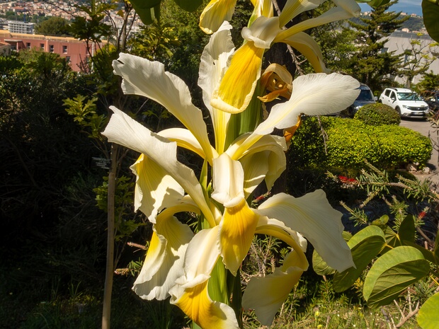 Ирис восточный - Iris orientalis